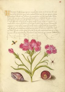Insecto, dulce Guillermo, araña, molusco marino y ojo de Santa Lucía de Joris Hoefnagel