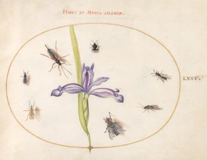 Insectos, c.1575-80 de Joris Hoefnagel