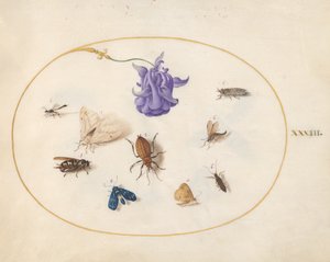 Insectos, c.1575-80 de Joris Hoefnagel