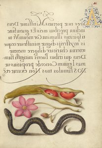 Alubia Riñón, Anémona Amapola y Víbora