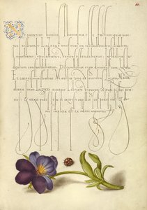 Mariquita y pensamiento silvestre europeo