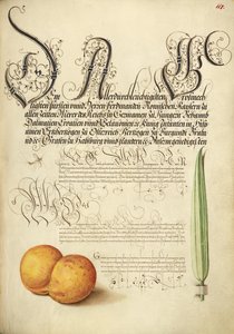 Mayfly, albaricoque y carrizo de Joris Hoefnagel