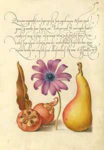Níspero, anémona amapola y pera