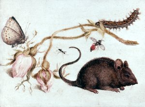 Ratón, flor e insecto, siglo XVI de Joris Hoefnagel