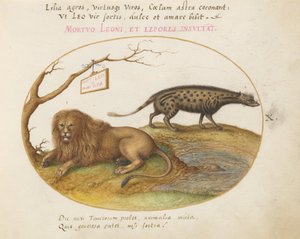 Placa 10: Un León y un Gato de Algalia de Joris Hoefnagel