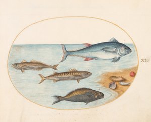 Placa 11: Cuatro peces y conchas de Joris Hoefnagel
