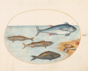 Lámina 11: Cuatro peces y conchas de Joris Hoefnagel