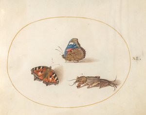 Plato 11: Mariposas de Ortiga y Almirante Rojo con un Grillo Topo de Joris Hoefnagel