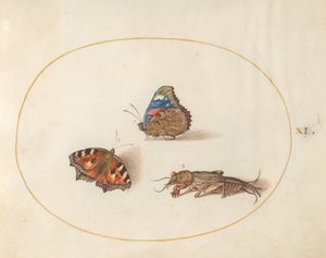 Lámina 11: mariposas ortiguera y almirante rojo con un grillo topo de Joris Hoefnagel