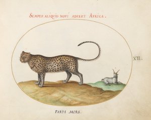 Placa 12: Un guepardo(?) y una oveja salvaje de Joris Hoefnagel