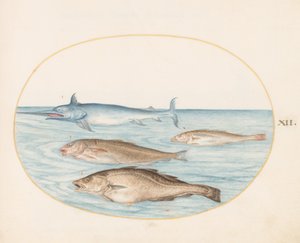 Placa 12: Un pez espada y tres otros peces