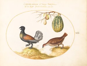 Plato 12: Par de Urogallos con un Melón y Peras de Joris Hoefnagel