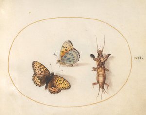 Placa 12: Dos vistas de una mariposa (¿Fritilaria bordada de plata?) y un grillo topo de Joris Hoefnagel
