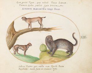 Placa 13: Un tigre, un lince y un jaguar(?) de Joris Hoefnagel