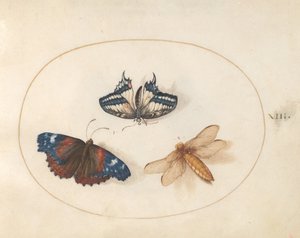 Lámina 13: mariposas macaón amarilla y almirante rojo con una libélula (libélula de vientre ancho?) de Joris Hoefnagel