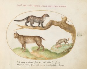 Placa 14: Una Civeta, un Lince y una Hiena de Joris Hoefnagel