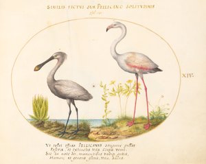 Plato 14: Espátula y flamenco