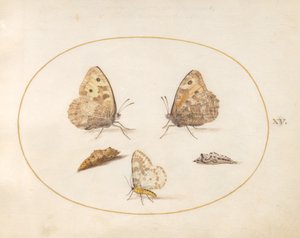 Placa 15: Mariposa Grayling, Polilla Urraca y Dos Crisálidas