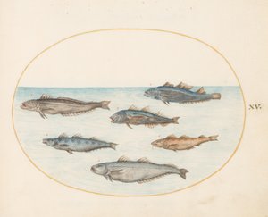 Placa 15: Seis peces "Asellorum" (¿Bacalao?) de Joris Hoefnagel