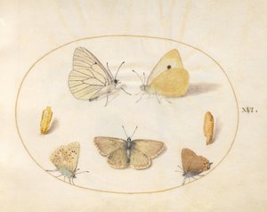 Lámina 16: blanca de venas negras, colias común, banda negra (?), argos del geranio (?) y azul común con dos crisálidas de Joris Hoefnagel