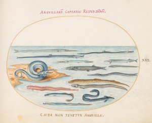 Plato 16: Anguilas, peces pipa y peces aguja de Joris Hoefnagel