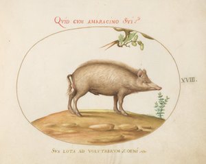 Placa 18: Un cerdo con bellotas de Joris Hoefnagel