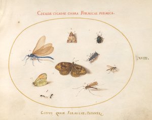 Placa 18: Dos Mariposas y una Polilla con una Libélula, Dos Hormigas y Cuatro Otros Insectos de Joris Hoefnagel
