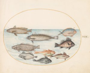Placa 19: Un pez damisela y otros peces, incluidos dos "Coracinis"