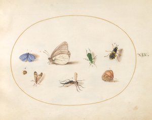 Placa 19: Dos Mariposas con Otros Cinco Insectos de Joris Hoefnagel