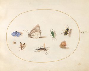 Lámina 19: dos mariposas con otros cinco insectos de Joris Hoefnagel