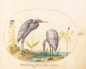 Placa 19: Dos Garzas Grandes con Máscaras Verdes de Cría