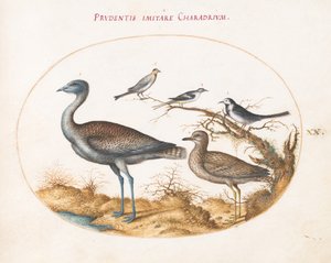 Plato 20: Un Chorlito con Cuatro Aves Más