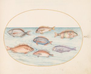 Plato 20: Besugo, Dentón, Sargo y otros peces de Joris Hoefnagel
