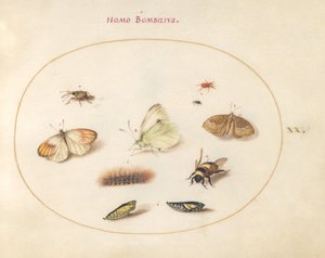 Placa 20: Tres mariposas, una oruga, una abeja, dos crisálidas y tres gorgojos de Joris Hoefnagel
