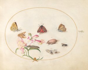  de Joris Hoefnagel