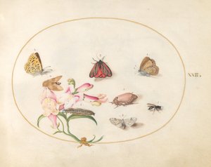 Placa 22: Mariposas con otros insectos y un dragón