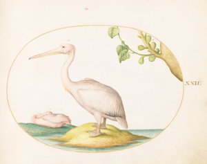  de Joris Hoefnagel
