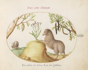 Placa 23: Una Oveja de Cola Gruesa, una Oveja de Cola Larga, una "Cassia purgatrix" y Otras Plantas
