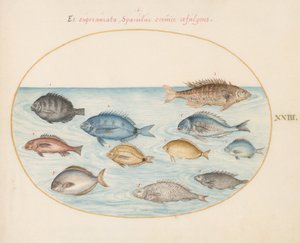 Lámina 23: Brema(?) y otros peces de Joris Hoefnagel
