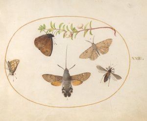 Placa 23: Polilla halcón, mariposas y otros insectos alrededor de una ramita de saúco de Joris Hoefnagel