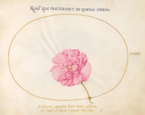Lámina 24: Rosa Rosa de Joris Hoefnagel