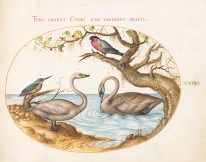 Lámina 24: dos cisnes, un martín pescador y un camachuelo de Joris Hoefnagel
