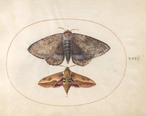 Placa 25: Polilla azul y polilla esfinge del espolón de Joris Hoefnagel