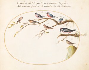 Placa 25: Pájaro Carpintero Grande, Camachuelos, Gorriones y Otros Pájaros