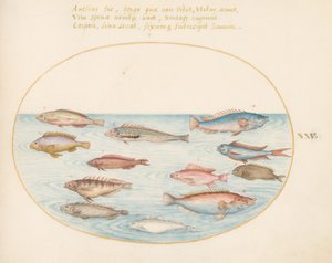 Placa 25: Labrus arcoíris del Mediterráneo, otros Labrus, un mero cola de golondrina (?), varios "Anthiae" y otros peces