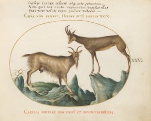 Placa 25: Dos Cabras Salvajes