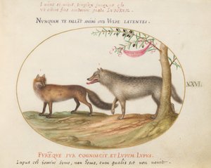 Plato 26: Un Zorro Rojo y un Lobo de Joris Hoefnagel