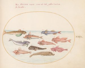 Plato 26: Rubios, dragoncillos y otros peces de Joris Hoefnagel