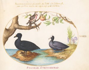 Placa 27: Un Pato(?), Una Focha y un Camachuelo(?) de Joris Hoefnagel