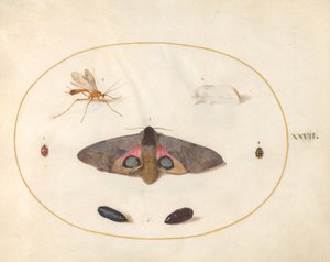 Placa 27: Dos Polillas, Dos Crisálidas y Otros Insectos de Joris Hoefnagel